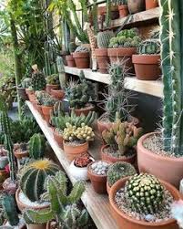 Save at cactusflower.com with 30% off deals and find the latest free shipping coupons, promo codes and discounts from cactus flower in oct 2020. Melanie Hughes Melhughes0609 Profile Pinterest