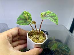 Image result for Begonia quadrialata