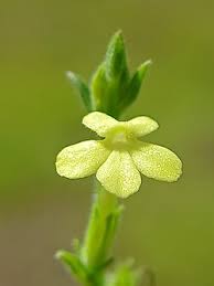 Image result for Striga hallaei