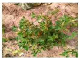 Image result for Crotalaria laburnoides