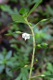 Image result for Sauvagesia erecta