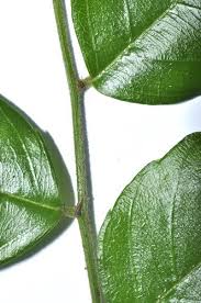 Image result for Ventilago