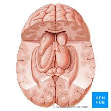 Image result for Cerebral Subcortex