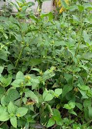 Image result for Synedrella nodiflora