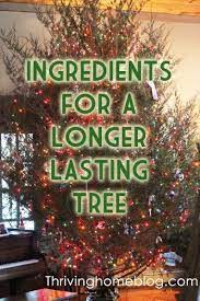 Recipe For Christmas Tree Water Make It Last Longer Recipe Christmas Tree Water Christmas Tree Care Christmas Tree Preservative