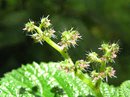 Image result for Urtica massaica