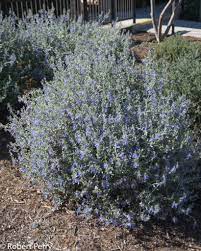 It has a decidedly mediterranean feel. Bush Germander Inland Valley Garden Planner