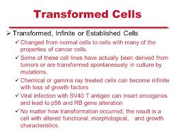 Check spelling or type a new query. Plant And Mammalian Tissue Culture Mammalian Cell Culture Ppt Download