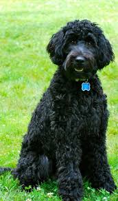 9 big curly haired dog breeds 4 borzoi. Curly Black Hair Dog Novocom Top