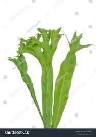 Image result for Microsorum punctatum