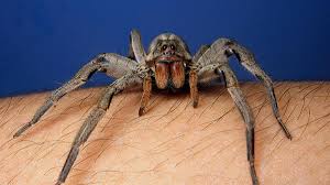 Image result for Tarantula Bite