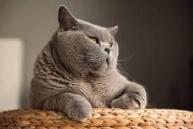 I looked into cat birth control when i had a colony of nine cats. The Costs Of Responsible Cat Ownership