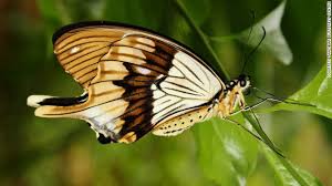 Farmers And Staff At The Zanzibar Butterfly Centre Near Jozani Chawka Bay National Park On Unguja Island Insects Butterfly Moth