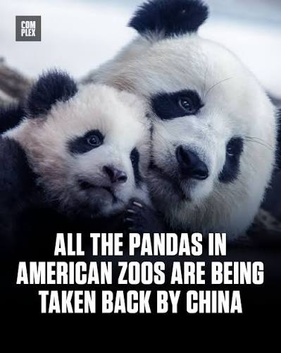 According to USA Today, There will soon be no pandas in the U.S. for the  first time since 1972, after U.S. zoos' agreements with China are set to  expire by the end