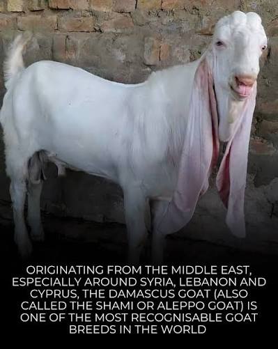 In some countries they're entered into beauty contests, where breeders  groom them and show off their most extreme features, especially that  dramatic nose and those oversized ears. Pawesome Fact 🐾: Damascus goats