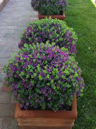 Image result for Polygala youngii
