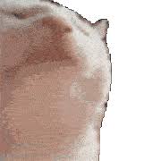Discover and share the best gifs on tenor. Cat Music Gifs Tenor