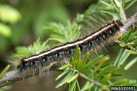 Through wagner international, we also serve mongolia. Got Pests