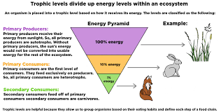 A consumer is a living organism that cannot synthesize energy from the sun. Trophic Level Definition Examples Expii