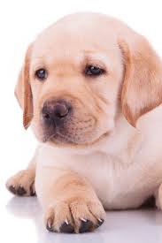 Golden retriever puppies are famously friendly and docile. Adorable Labrador Puppy Golden Labrador Puppies Labrador Retriever Puppies Labrador Retriever