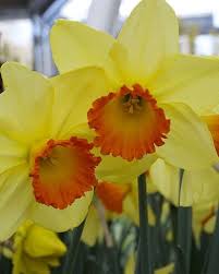 Narcissus Red Devon Fleurs