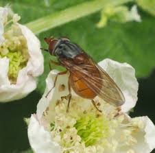 Image result for Raphia rostrata