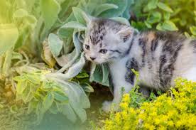 Répulsif chat d'extérieur, idéal pour protéger votre jardin. Plantes Repulsives Pour Les Chats