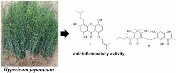 Image result for Hypericum peplidifolium