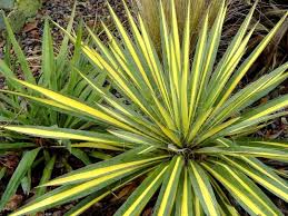 Des Plantes Exotiques Rustiques Pour Votre Jardin Plante Exotique Jardin Exotique Jardin En Carre