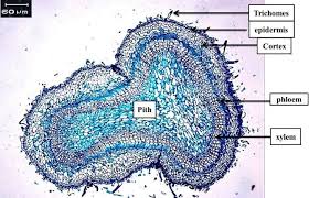 Image result for Heliotropium supinum