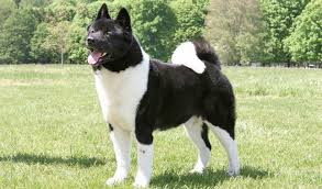 Full grown white japanese akita. Akita Breed Information