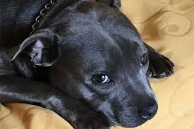 Χρειάζεστε συμβουλές για την αφαίρεση λεκέδων από κατοικίδια σε λίγα εύκολα βήματα