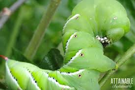 Prevent green caterpillars munching on your vegetables by trying these natural pest control methods. 7 Organic Pest Control Methods To Adopt In Your Vegetable Garden