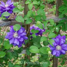 We did not find results for: Clematis Care The Ultimate Guide To Planting Growing And Pruning Clematis Gardening From House To Home