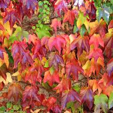 Wilder Wein Ein Herbstkleid Fur Die Hauswand Wilder Wein Schattenpflanzen Kletterpflanzen