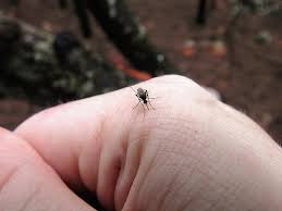 Onder andere tijgermug, is gevaarlijk doordat deze ernstige ziektes verspreidt, zoals de westnijlziekte, japanse encefalitis, chikungunya, dengue (knokkelkoorts) en gele koorts. Mug Insect Hand Het Slachtoffer Beet Pikist