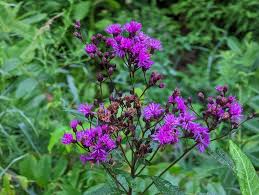 Image result for Vernonia hochstetteri