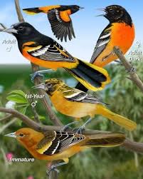 Birds That Look Like Baltimore Orioles Baltimore Oriole Whatbird Com Baltimore Orioles Birds Oriole Bird Ontario Birds
