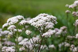 Image result for Valeriana capensis