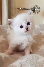 They enjoy a good cuddle and they also enjoy a game that challenges their mind. Ragdoll Cats For Sale Denver Co 326414 Petzlover