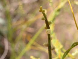 Image result for Cassytha filiformis