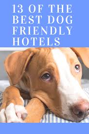 These Are The Best Dog Friendly Hotels For A Holiday Suitable For The Whole Family Dog Friendly Hotels Dog Friends Dog Holiday