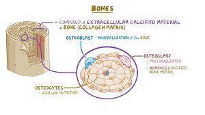 The lamellae are composed of calcified matrix. Bone Histology Osmosis