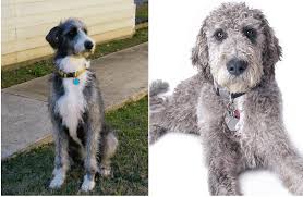 My tumblr went a bit crazy and i. Top 65 Best Poodle Mixes Which Doodle Dog Is Right For You