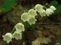 Convallaria Pseudomajalis Lily Of The Valley Lily Of The Valley North Carolina Extension Gardener Plant Toolbox