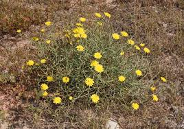 Image result for Launaea