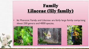 Image result for Liliaceae