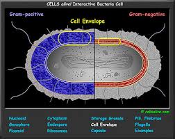 All living organisms are either prokaryotes or eukaryotes. Interactive Cell Models