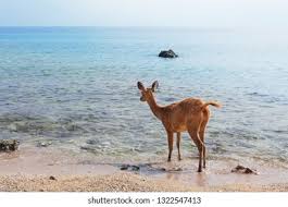 Young Fawn Javan Rusa On Beach Stock Photo 1322547413