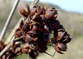 Image result for Juncaceae